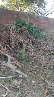 Gaza tree felling and removals