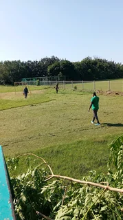 Gaza tree felling and removals