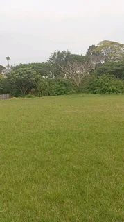 Gaza tree felling and removals