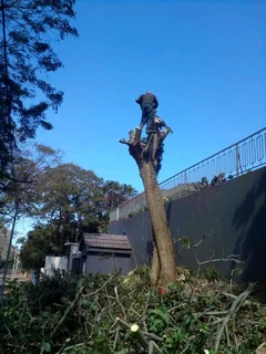 Gaza tree felling and removals