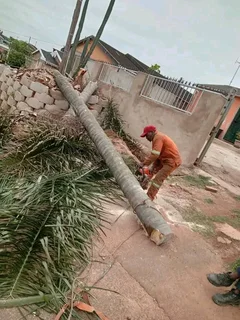 Gaza tree felling and removals