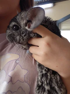 Chinchillas - Ad posted by Sonja Cooke