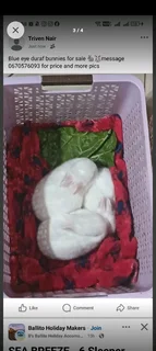 Rabbits and baby bunnies