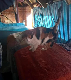 Urgently need a home for female cat- available