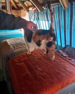 Urgently need a home for female cat- available