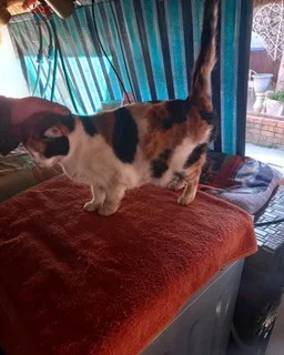Urgently need a home for female cat- available