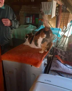 Urgently need a home for female cat- available