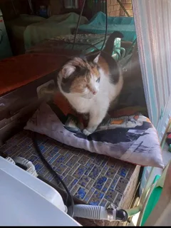 Urgently need a home for female cat- available