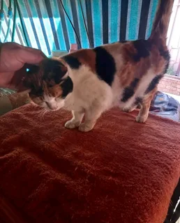 Very very urgent- Female Cat still looking for a home