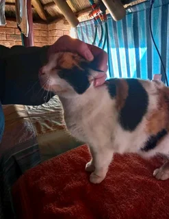 Very very urgent- Female Cat still looking for a home