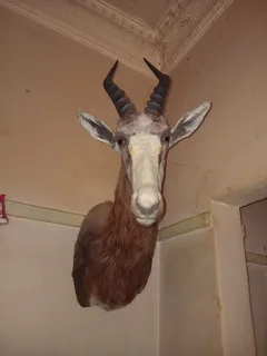 Animal Head Trophies Urgent Sale