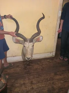 Animal head trophies URGENT SALE