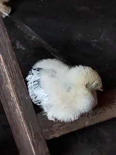 Chicks - Ad posted by phyllis10