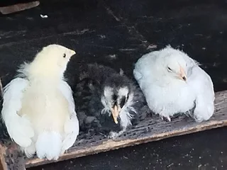Chicks - Ad posted by phyllis10