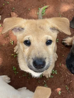 Puppy/puppies - Ad posted by Jackie