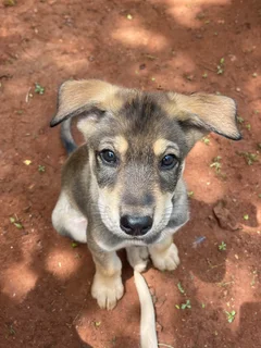 Puppy/puppies - Ad posted by Jackie