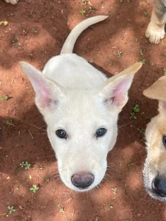 Puppy/puppies - Ad posted by Jackie