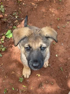 Puppy/puppies - Ad posted by Jackie