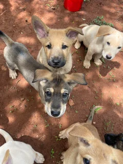 Puppy/puppies - Ad posted by Jackie