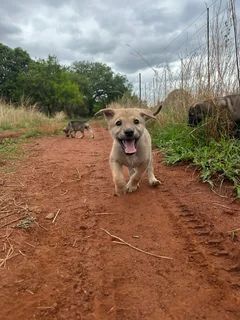 Puppy - Ad posted by Jackie