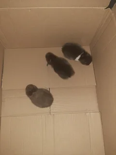 Neatherland bunnies dwarf