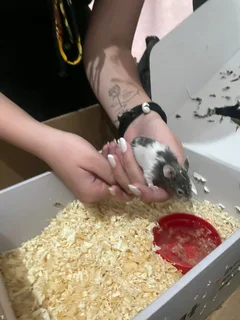Hamster for free