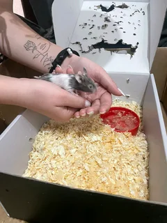 Hamster for free