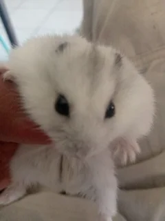 Dwarf hamsters for sale