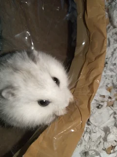 Dwarf hamsters for sale