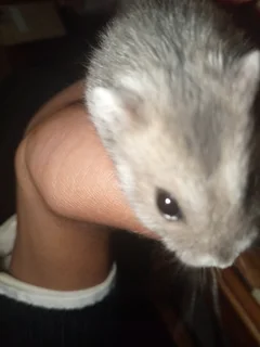 Dwarf hamsters for sale