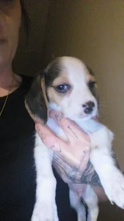 Beagel puppys