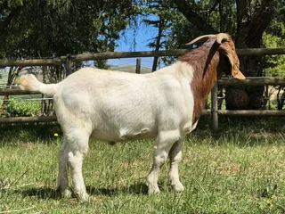 Goats - Ad posted by nqabakazi ningi