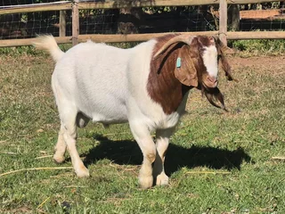 Goats - Ad posted by nqabakazi ningi