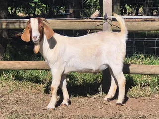 Goats - Ad posted by nqabakazi ningi