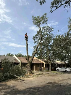 Tree felling and garden service