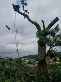 Tree felling service