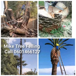 Mike Tree Felling