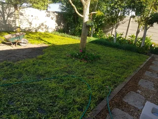 We supply kikuyu grass buffalo grass Lm berea grass and cynodon grass