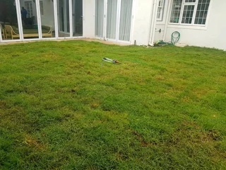 WE SUPPLY KIKUYU GRASS BUFFALO GRASS LM BEREA GRASS AND CYNODON GRASS