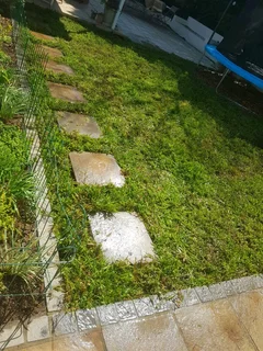 We supply kikuyu grass buffalo grass Lm berea grass and cynodon grass