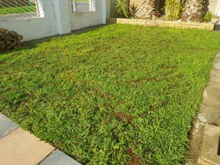 We supply kikuyu grass buffalo grass Lm berea grass and cynodon grass