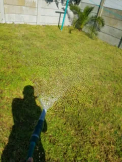 We supply kikuyu grass buffalo grass Lm berea grass and cynodon grass