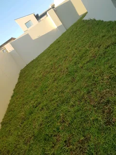 WE SUPPLY KIKUYU GRASS BUFFALO GRASS LM BEREA GRASS AND CYNODON GRASS