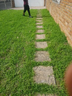 WE SUPPLY KIKUYU GRASS BUFFALO GRASS LM BEREA GRASS AND CYNODON GRASS