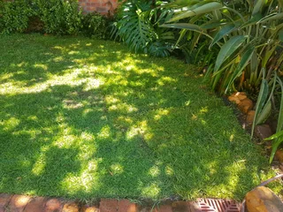 We Supply Kikuyu Grass Buffalo Grass Lm Berea Grass And Cynodon Grass
