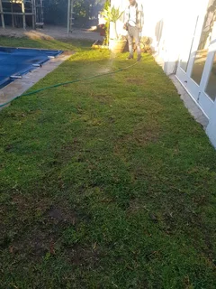 WE SUPPLY KIKUYU GRASS BUFFALO GRASS LM BEREA GRASS AND CYNODON GRASS