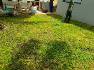 WE SUPPLY KIKUYU GRASS BUFFALO GRASS LM BEREA GRASS AND CYNODON GRASS