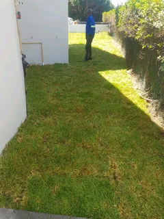 WE SUPPLY KIKUYU GRASS BUFFALO GRASS LM BEREA GRASS AND CYNODON GRASS