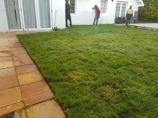 We Supply Kikuyu Grass Buffalo Grass Lm Berea Grass And Cynodon Grass