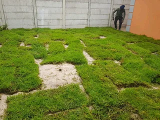 WE SUPPLY KIKUYU GRASS BUFFALO GRASS LM BEREA GRASS AND CYNODON GRASS